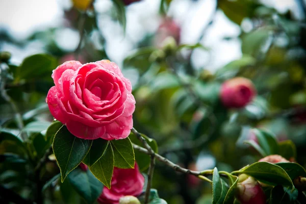 Beautiful camellias — Stock Photo, Image