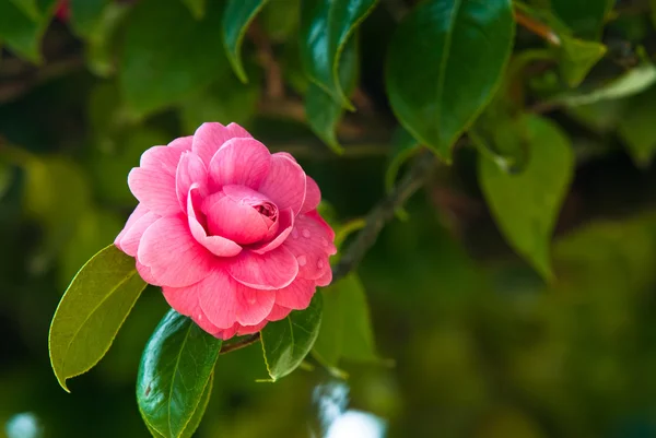 Camellias — Stock fotografie