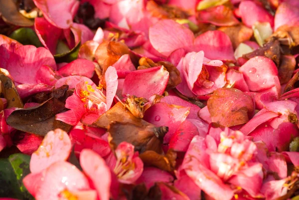 Camellia petals — Stock fotografie