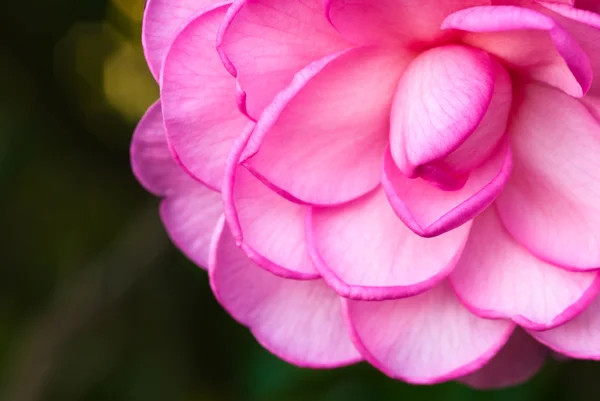 Camellia macro — Stock Photo, Image