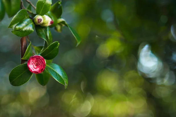 Fondo Camellia —  Fotos de Stock