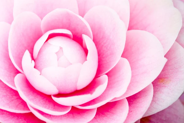 Camellia macro — Stock Photo, Image