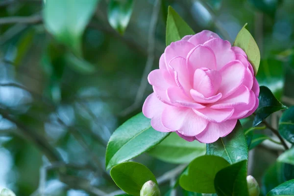 Camelia — Stock Photo, Image