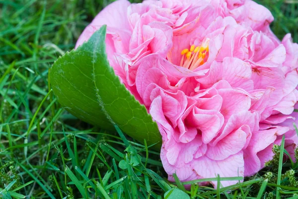 Camelia and leaf — Stock Photo, Image