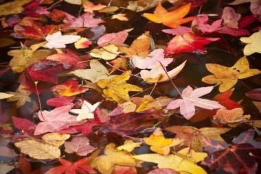 Liquidambar