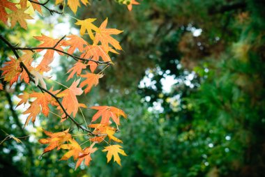 Liquidambar Şubesi