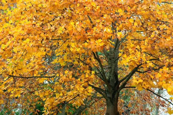 Podzim Liliovník — Stock fotografie