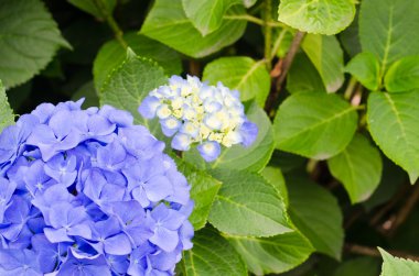 Ortanca ve yaprakları