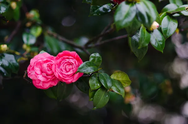 Sucursal Camellia —  Fotos de Stock