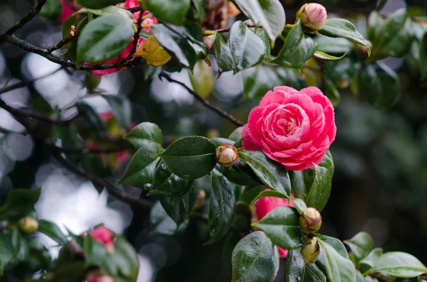 Camelia — Foto Stock