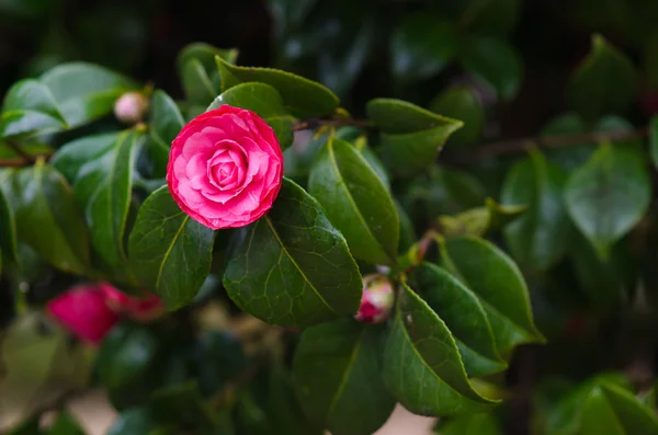 Ensam camellia — Stockfoto
