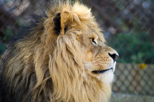 León macho — Foto de Stock