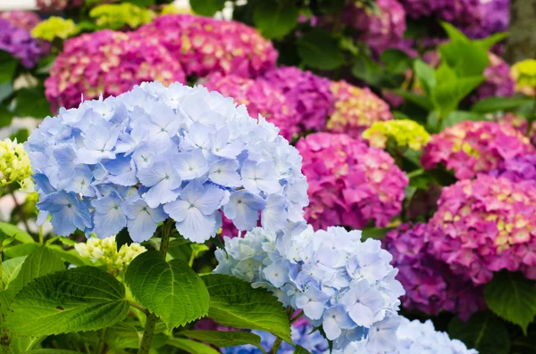 Hydrangeas Garden