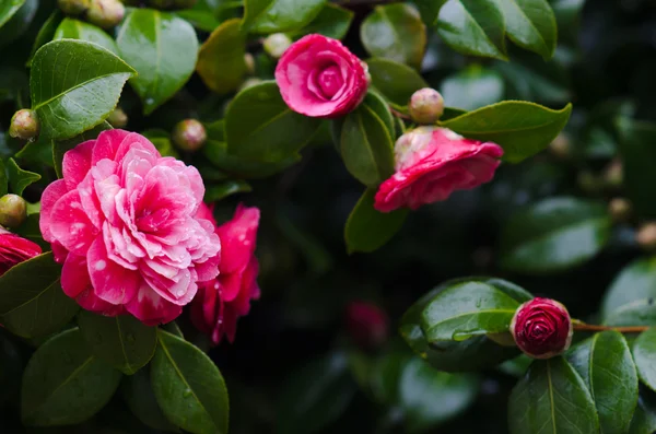 Krásné kamélie — Stock fotografie