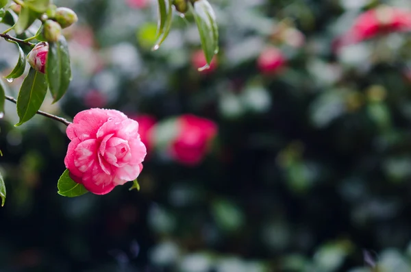 Camellia — Stock Photo, Image