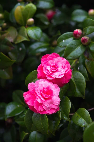 Dos camelias. —  Fotos de Stock