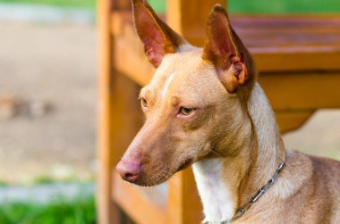 av köpeği