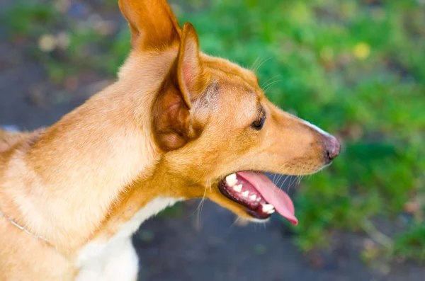 Hound Dog — Stock Photo, Image