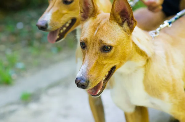 Hound Dog — Stock Photo, Image