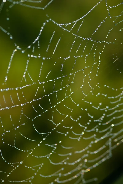 일부 물 작은 방울과 거미 웹 — 스톡 사진