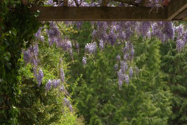 Wisteria