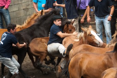 insanlar ve Vahşi atlar