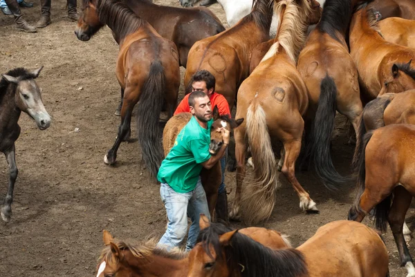 Hombres y caballos — Foto de Stock