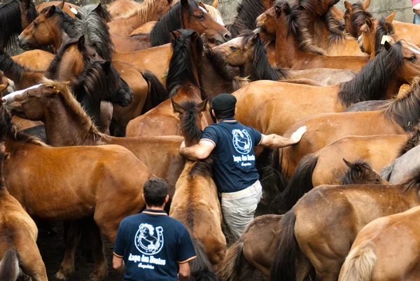 Mannen en paarden — Stockfoto