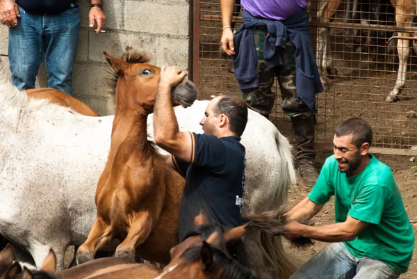 Dzikie konie w Galicji, Hiszpania — Zdjęcie stockowe