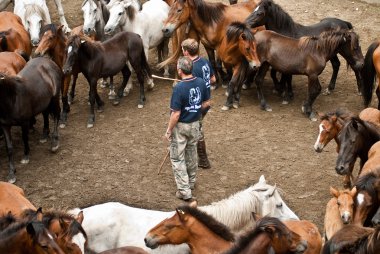 Sürüden seçilmiş