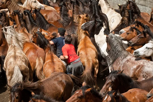 Wild horses — Stock Photo, Image