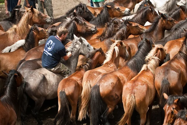 Wilde paarden — Stockfoto