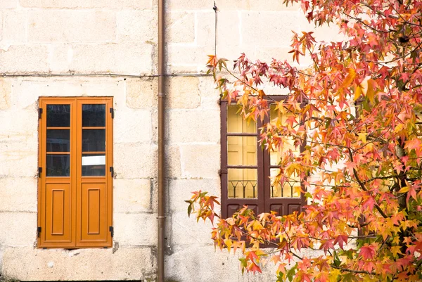 Liquidambar and window — Stock Photo, Image