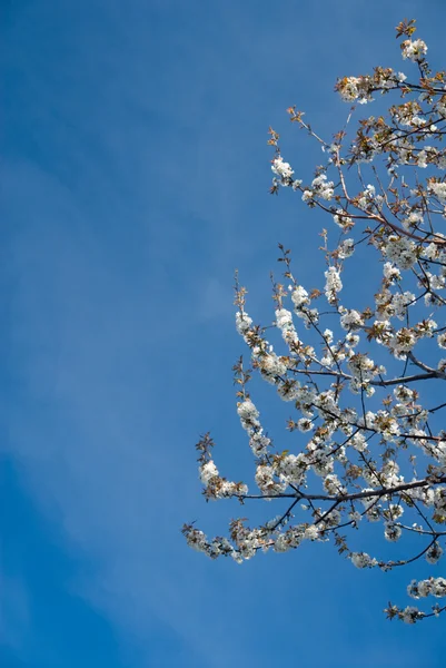 Árbol frutal —  Fotos de Stock