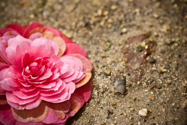 Camélia bonita no chão — Fotografia de Stock