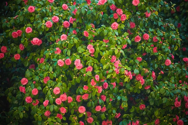 Camellias tree — Stock Photo, Image