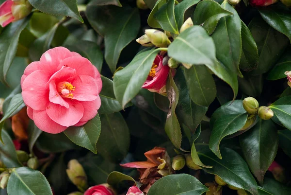 Camellias — Stock fotografie