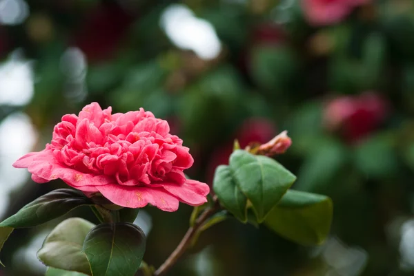 Camellias — Stock fotografie