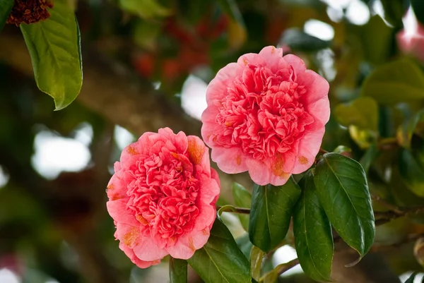 Camellias — Stock Photo, Image