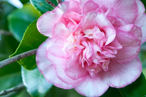 Camellias — Stock fotografie