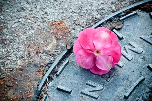 Camellias — Stock Photo, Image