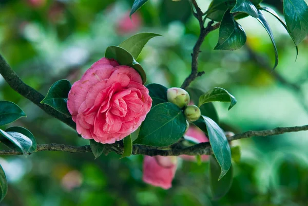 Camellias — Stock fotografie