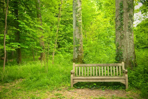 Forest and bench — Stock Photo, Image
