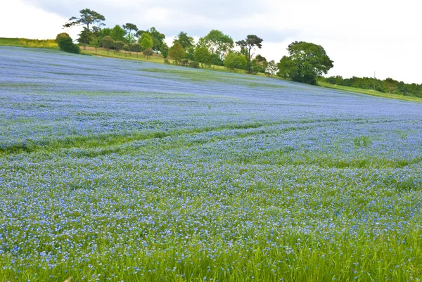 Alfalfa field — Stock Photo, Image