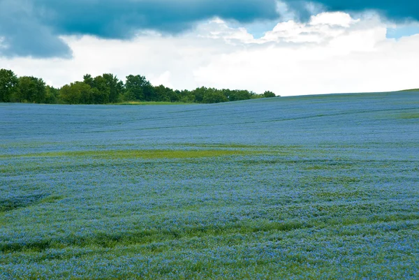 Campo de alfalfa — Foto de Stock