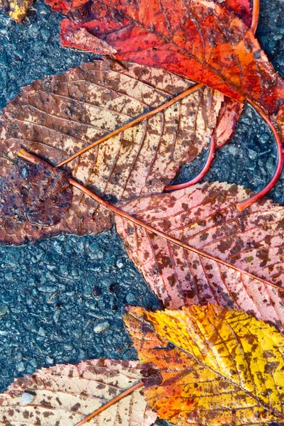 Sonbahar Yaprakları — Stok fotoğraf