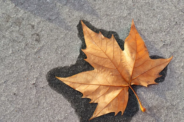 Plane tree leaf — Stock Photo, Image