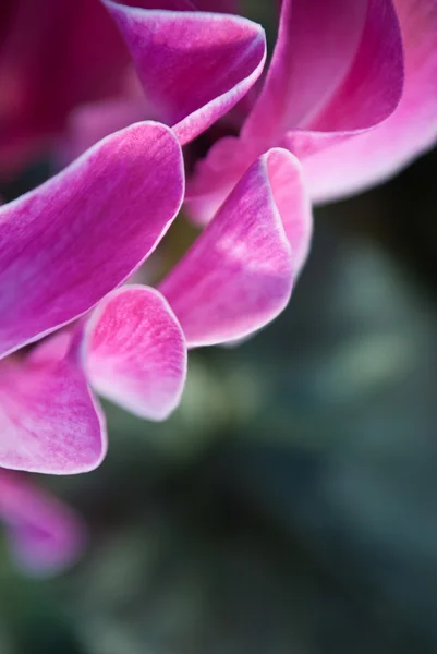 花弁 — ストック写真