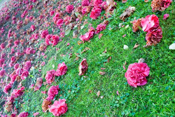 Camellias carpet — Stock Photo, Image