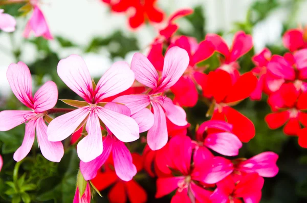 Pelargonium — Fotografie, imagine de stoc